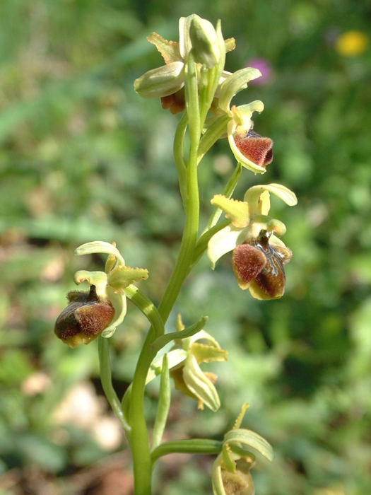 Ophrys sphegodes
